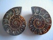 Ammonite sciée et polie Madagascar