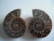 Ammonite sciée et polie Madagascar