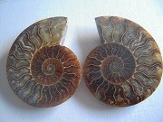 Ammonite sciée et polie Madagascar