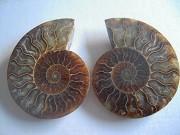Ammonite sciée et polie Madagascar