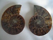 Ammonite sciée et polie Madagascar