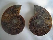 Ammonite sciée et polie Madagascar