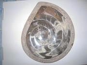 Goniatite polie sur gangue Maroc