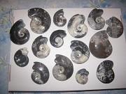 Petites goniatites polies 2 faces Maroc